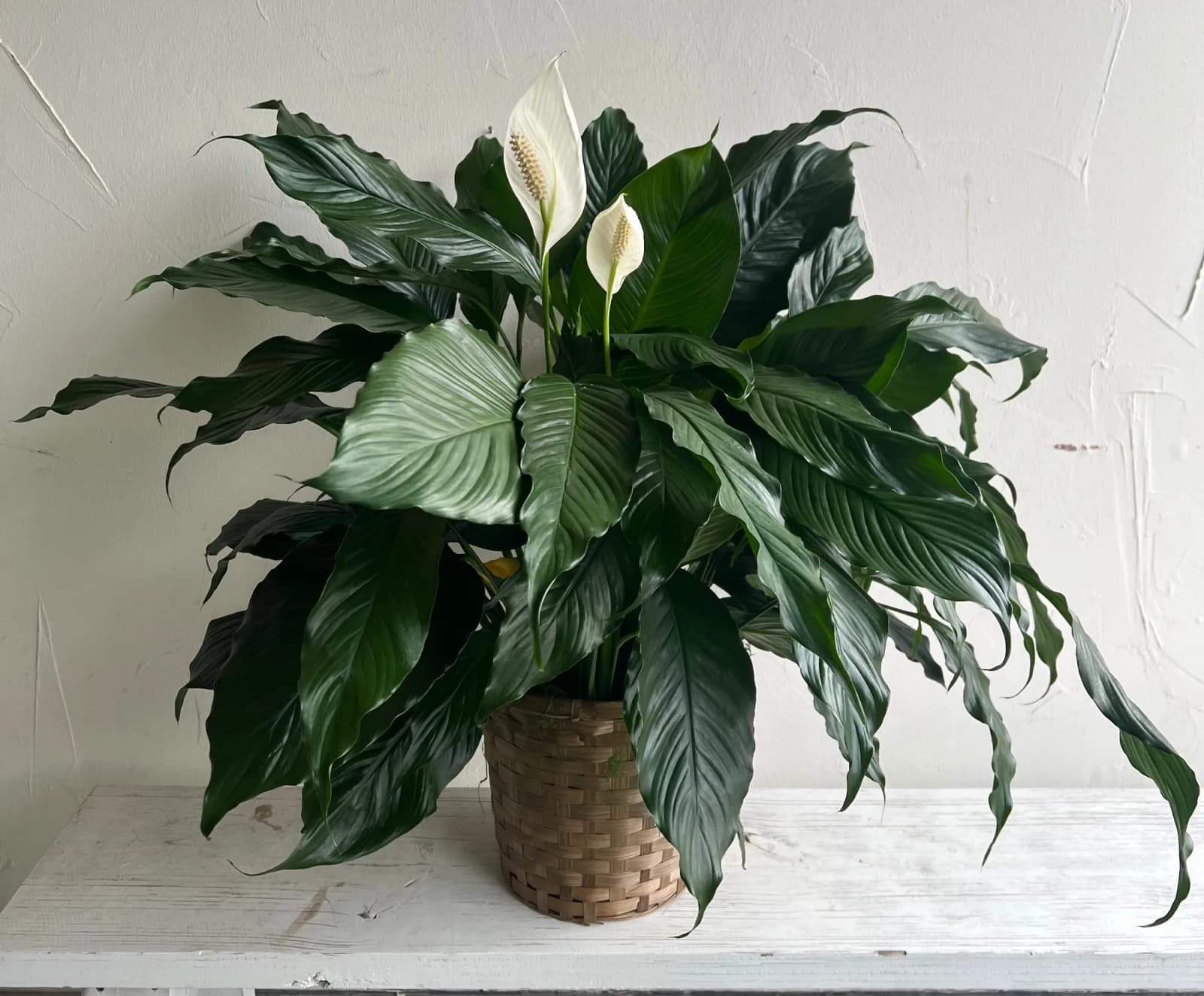 Peace Lily Plant